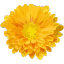 Gerbera