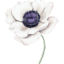 Anemone