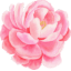 Peonia