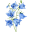 Campanula