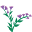 Lavanda
